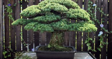 Bonsai