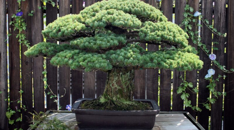 Bonsai