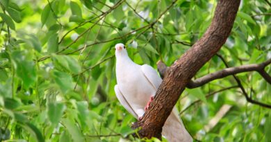 colomba bianca simbolo di pace e speranza