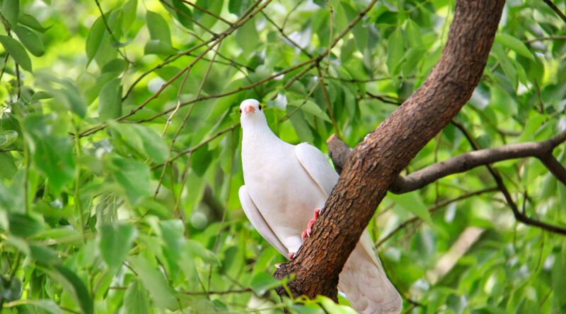 colomba bianca simbolo di pace e speranza