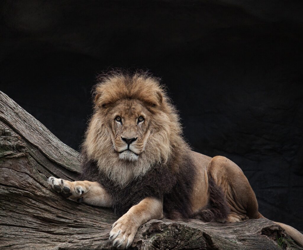 il re leone