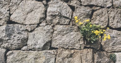 fiori che crescono in mezzo alle pietre
