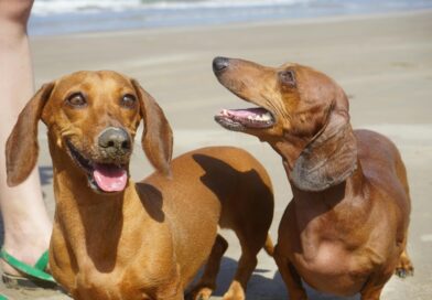Zampe incrociate e code alte, l’universo delle mostre canine 
